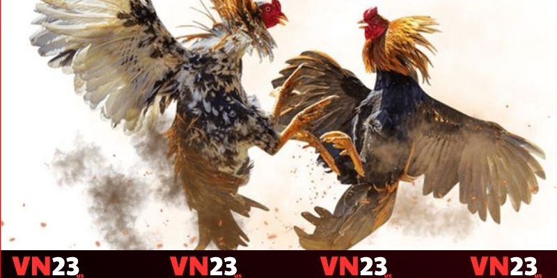 Cửa Hòa mang lại tỷ lệ trả thưởng vô cùng cao Cửa Hòa mang lại tỷ lệ trả thưởng vô cùng cao