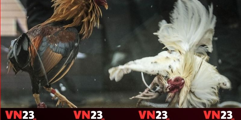 Sử dụng kinh nghiệm thực tế để cá cược Sử dụng kinh nghiệm thực tế để cá cược