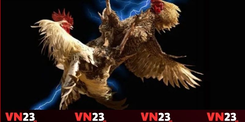 Sảnh đá gà VN23 với chất lượng hình ảnh và âm thanh sống động Sảnh đá gà VN23 với chất lượng hình ảnh và âm thanh sống động