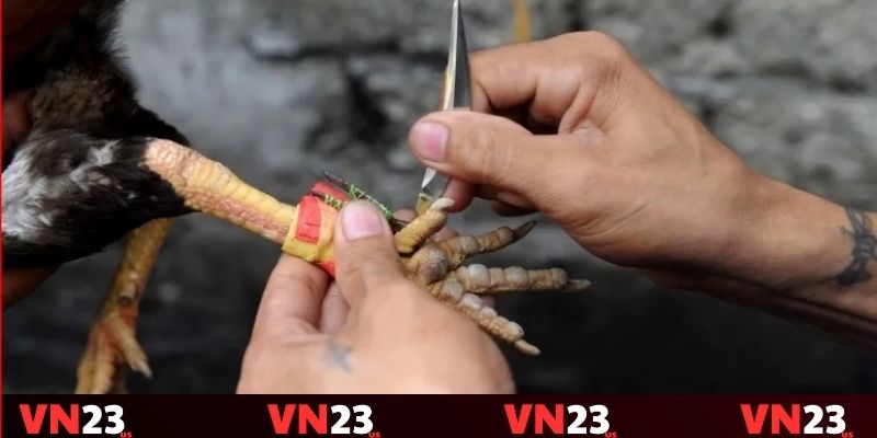 Tầm quan trọng của thủ thuật đá gà dao Tầm quan trọng của thủ thuật đá gà dao