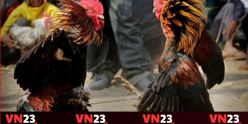 Tìm hiểu về thủ thuật đá gà cựa sắt Tìm hiểu về thủ thuật đá gà cựa sắt